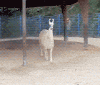 giphy.gif
