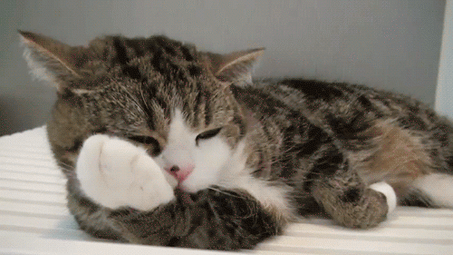 BnCD9l3.gif