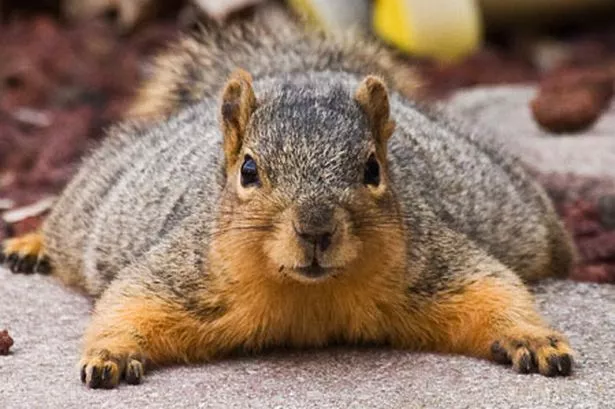 this-fat-furry-fella-looks-as-if-it-s-been-squirreling-away-too-many-nuts-for-the-winter-pic-solent-667193657.jpg