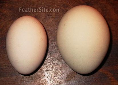 PeaEgg.JPEG