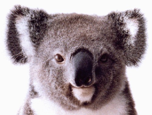 koala.jpg