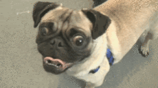 dogderp.gif