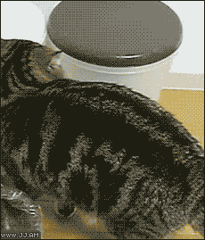Cat-maru-trash-can.gif