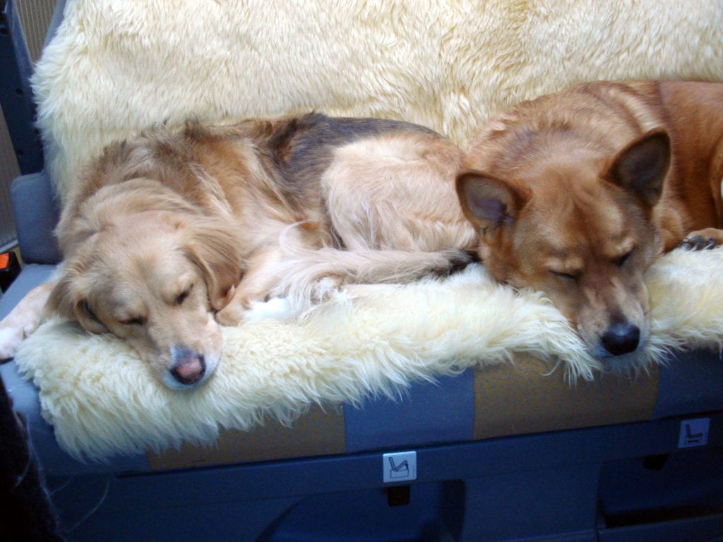 sleeping-dogs-photo-1024x768.jpg