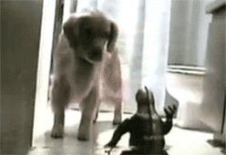 tumblr_luppc2aCnP1qzcv7no2_250.gif