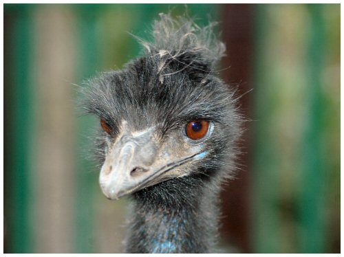 emu_7061.jpg