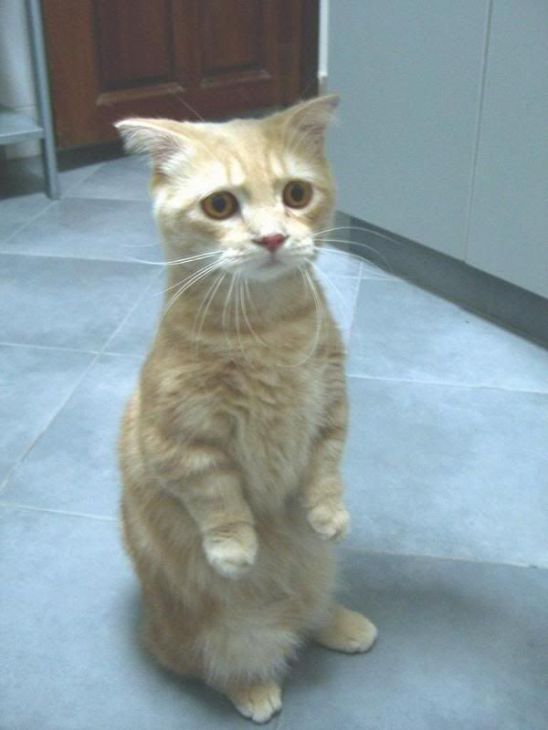 sadkitty5bo5.jpg
