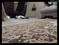 WRWW3-1.gif