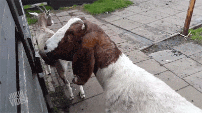 3e88WV0.gif.gif