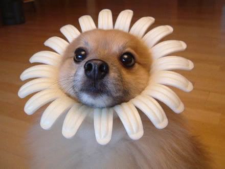 funny-dog.jpg