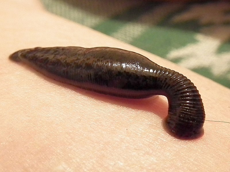 800px-Sucking_leech.jpg