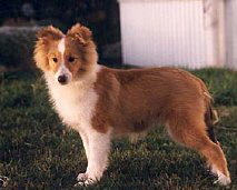 a_Shetland_sheepdog_puppy.jpg