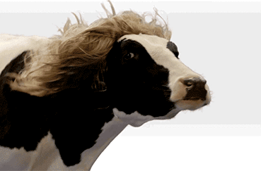 funny-cow-animation-3.gif