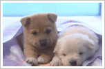 puppies.gif