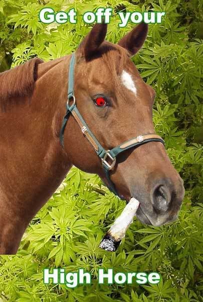 high-horse.jpg