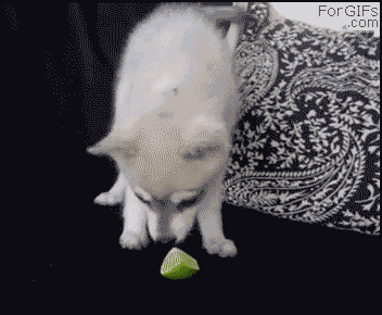 88Tsv.gif