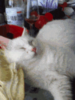 nhmu.gif
