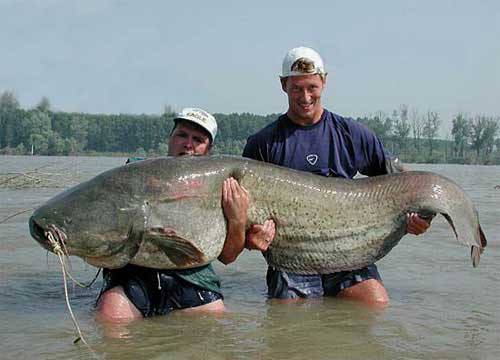big_fish-711096.jpg