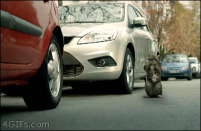 cat-backup.gif