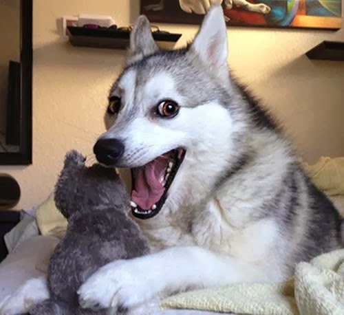 huskie+joke3.jpg
