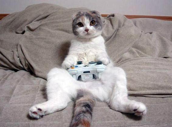 funny_cats_play_video_games_aa102.jpg