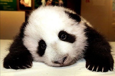 sad_panda.jpg