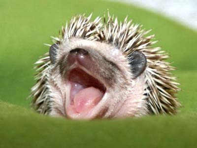 hedgehog.jpg
