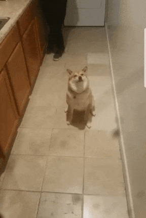 d.gif