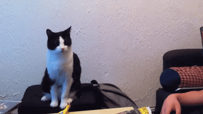 hcM0fWA.gif.gif
