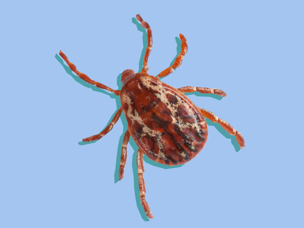 tick.jpg