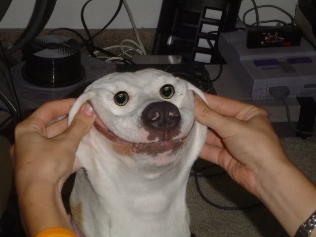 Happy-Dog.jpg