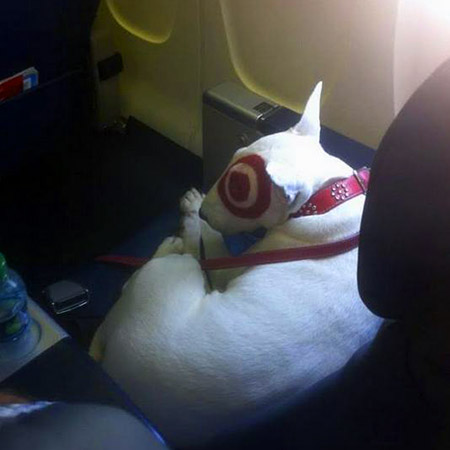 target-dog.jpg