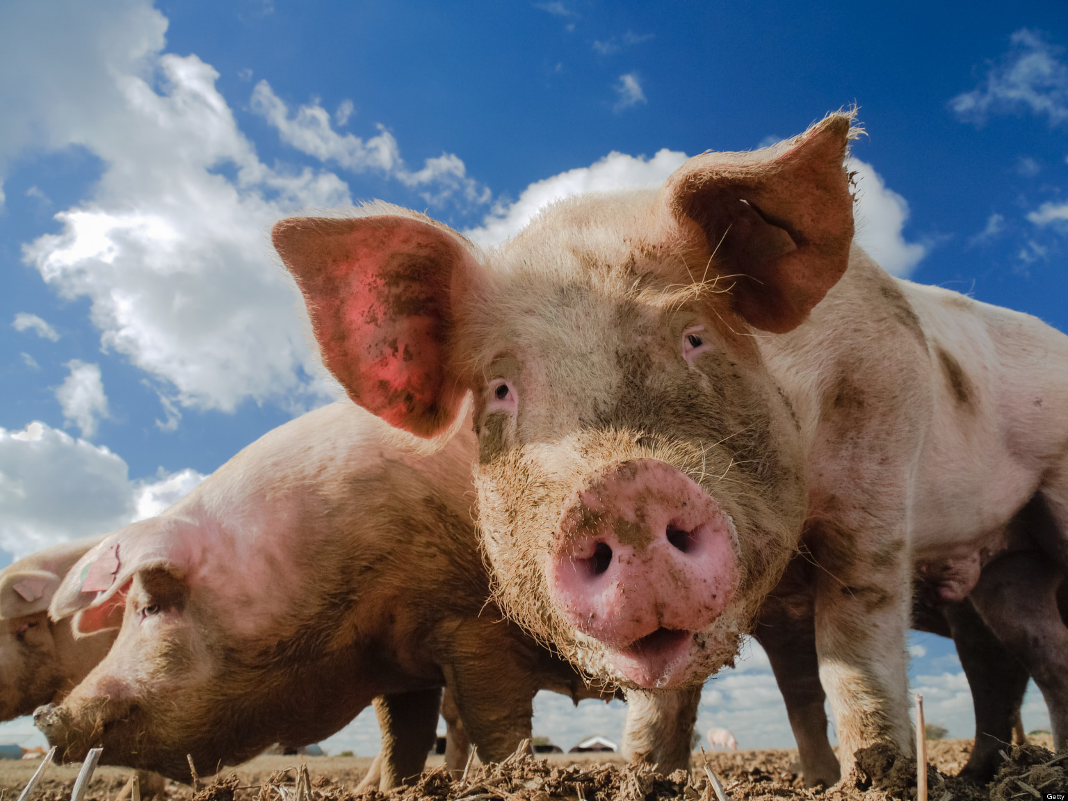 o-GMO-FEED-PIGS-facebook.jpg