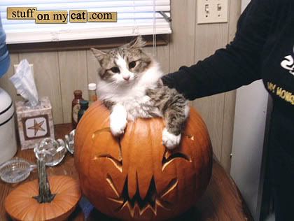 20061018-FUZZHEAD.jpg