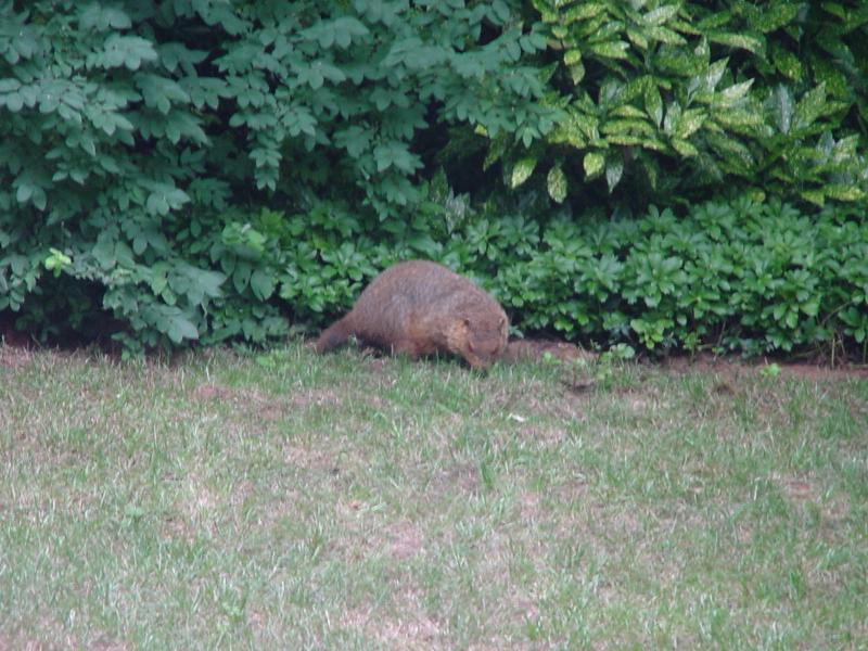 dsc00828-m.jpg