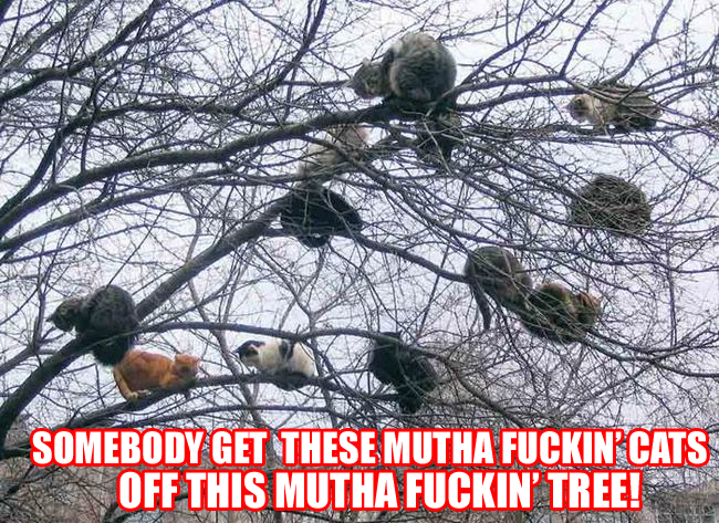 catsonatreepq4.png