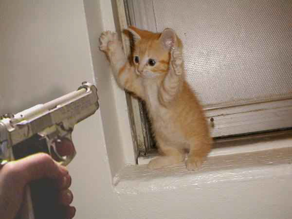 kitten_hold_up_by_random19812.jpg