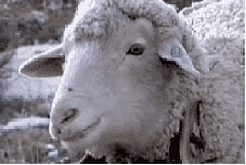 sheep-chewing-then-stare.gif