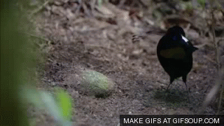 It6AJ2D.gif