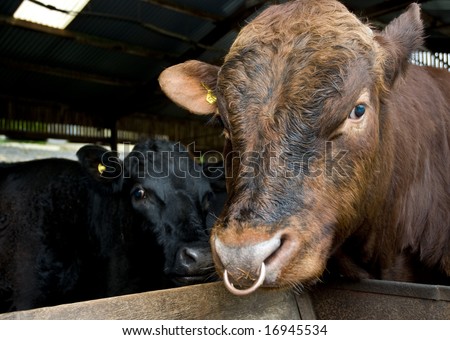 stock-photo-dexter-bull-with-nose-ring-and-female-dexter-cow-behind-16945534.jpg
