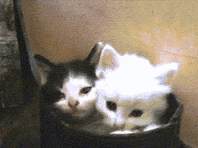 tlCUnu6.gif