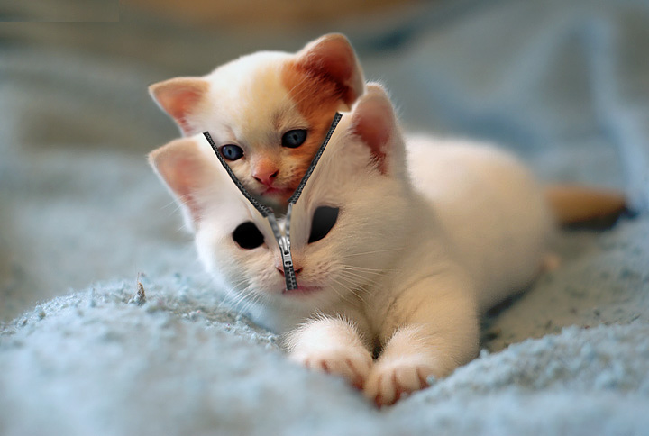 secret_agent_cat_by_lahment-d2y9j3g.jpg