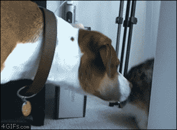 Cat-smacks-up-dog.gif