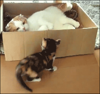 Box-cat-kitten-double-KO.gif
