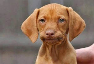 weiner-dog.jpg