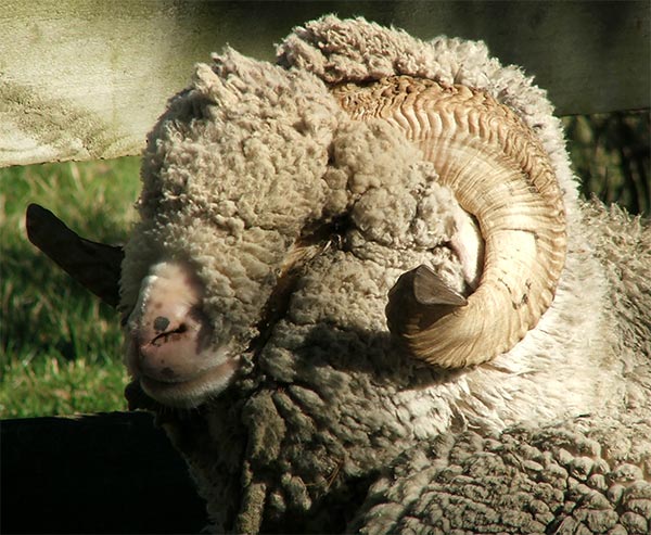 ram-merino.jpg