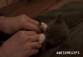 surprise-kitty.gif