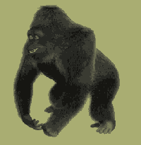 dancing_gorilla.gif
