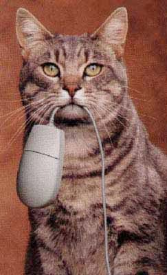 funny_cat.jpg