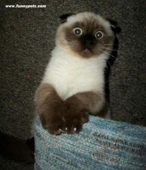 funnycat.jpg